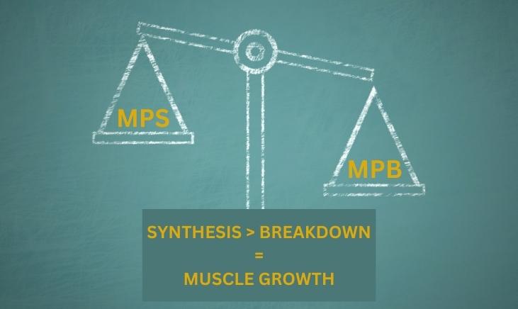 An illustration of a scale drawn in white on a green background showing that muscle protein synthesis rate must be greater than muscle protein breakdown for muscle growth to occur