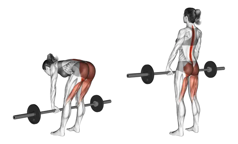 A woman is performing a straight leg deadlift with a barbell. 