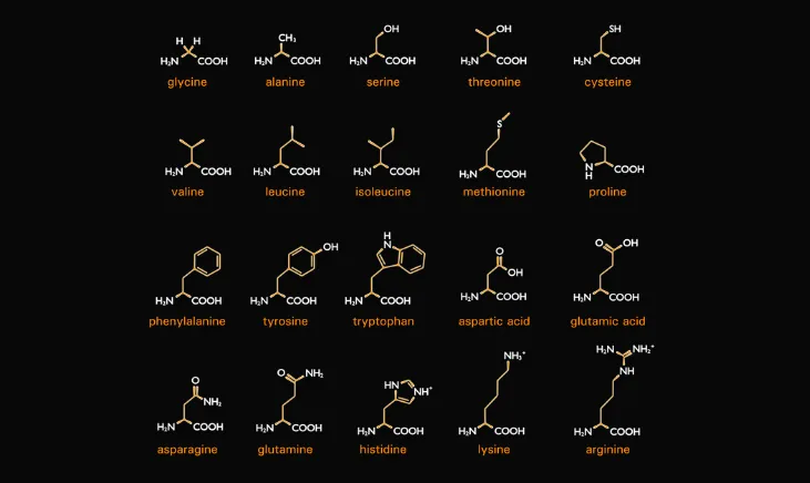 Molecular structures representing diverse amino acid types