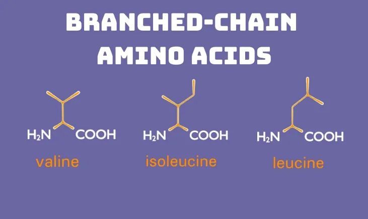 Diagram illustrating Branched Chain Amino Acids