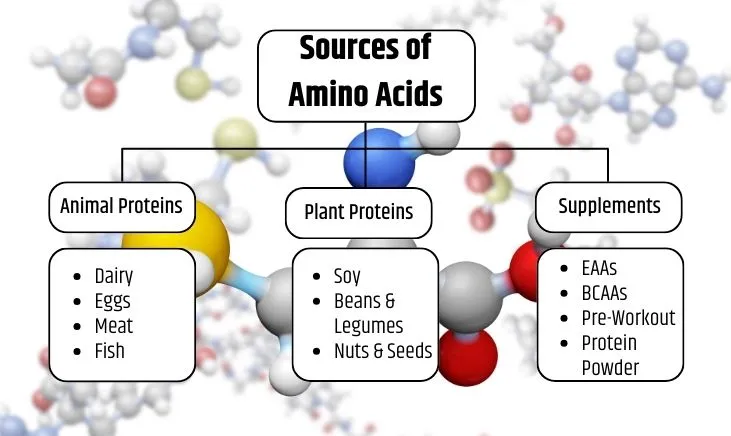 Illustration depicting various sources of amino acids in a nutritional diagram