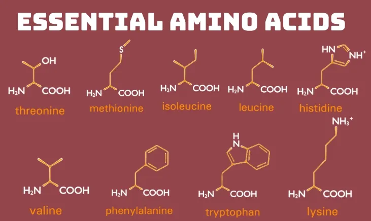 Detailed illustration showcasing essential amino acids and their structures