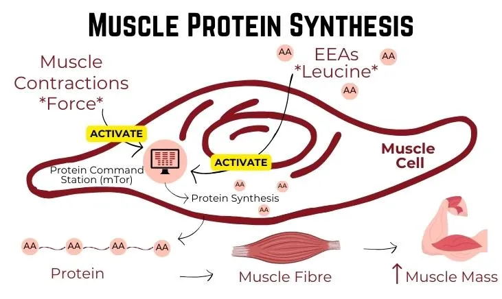 Illustration depicting the process of Muscle Protein Synthesis