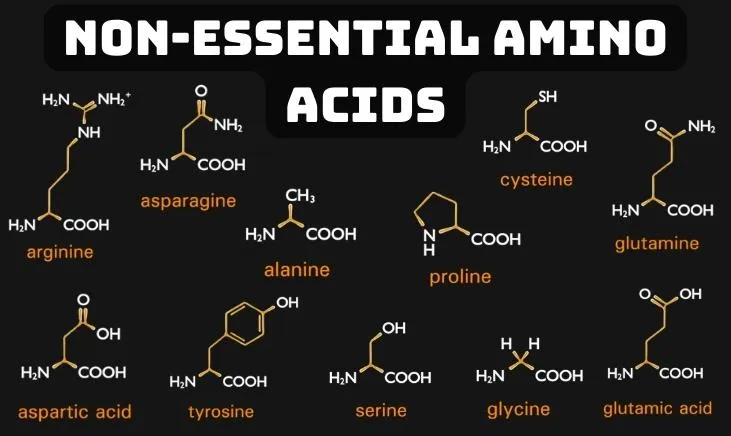 Visual guide illustrating non-essential amino acids relationships