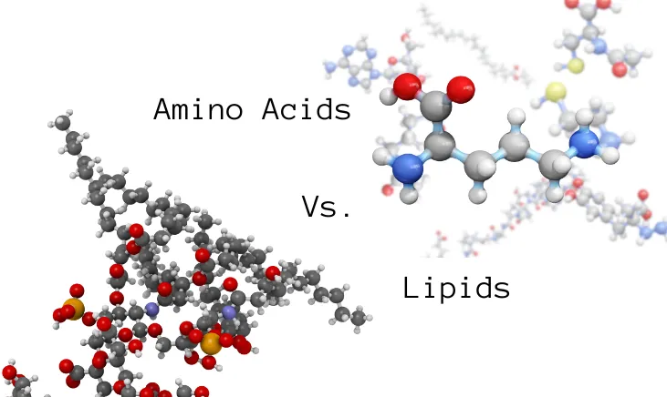 Chemical building blocks: Amino acids vs. Lipids