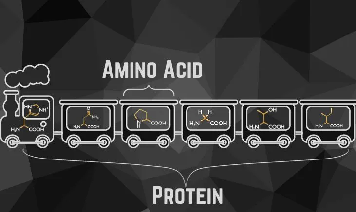 Visual guide to essential amino acids structure