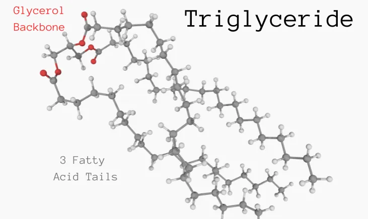 Visual depiction of a fatty acid's molecular arrangement