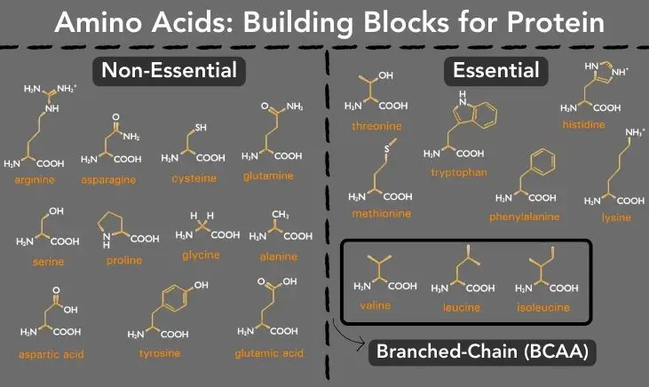Amino acids: building blocks for protein. 20 amino acids categorized by non-essential, essential and branched-chain. 