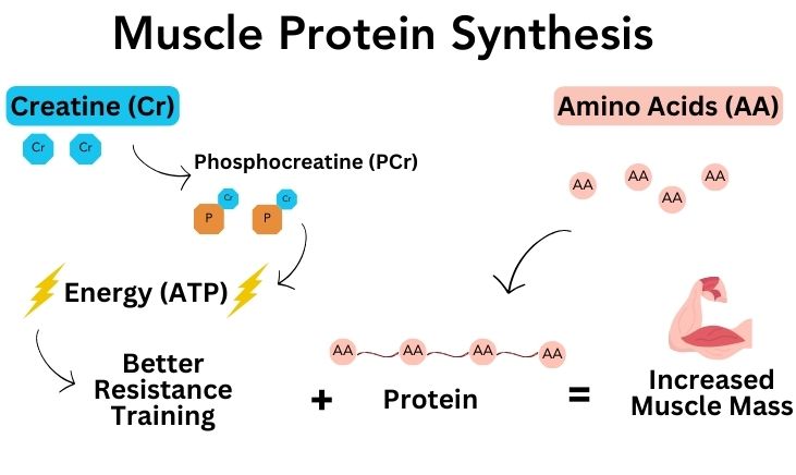 Muscle protein synthesis. Creatine becomes phosphocreatine which produces energy and leads to better resistance training. Amino acids combine to form proteins. Better resistance training + protein = increased muscle mass. 
