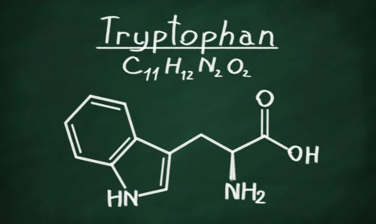 Chemical diagram illustrating the molecular structure of tryptophan