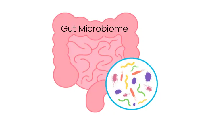 An image of The Microbiome A Brief Overview