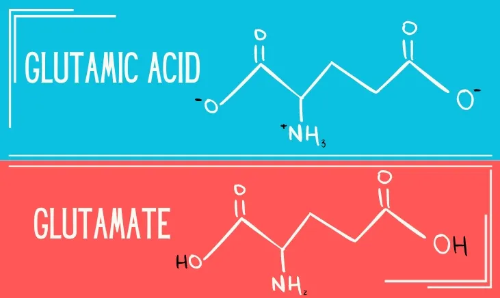 Comparison showing differences between Glutamate and Glutamic Acid