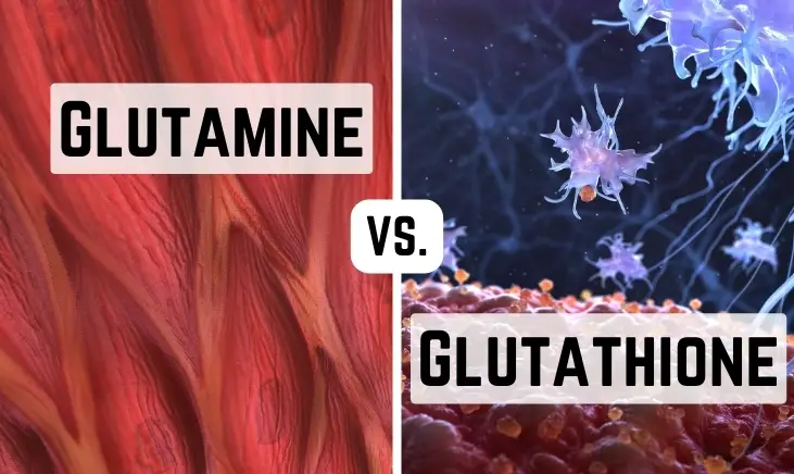 Glutamine Vs. Glutathione: The Differences You Need to Know