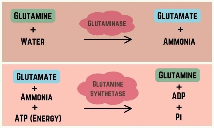 Navigating Differences between Glutamine versus Glutamate