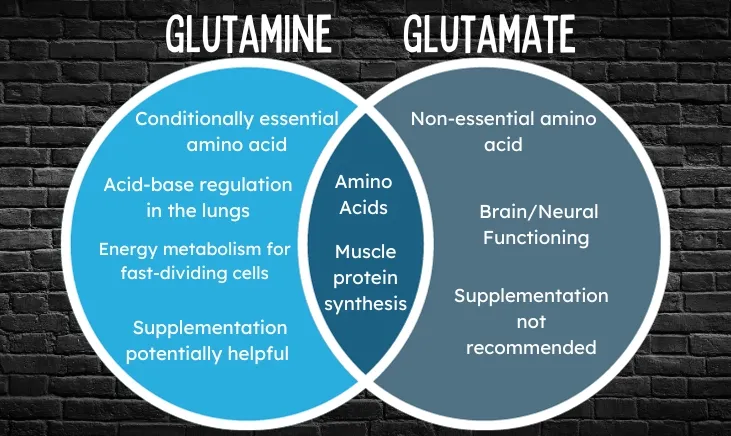 Exploring the Common between Glutamine vs. Glutamic Acid