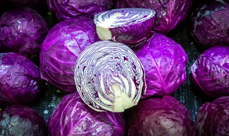 Close-up of a sliced red cabbage head
