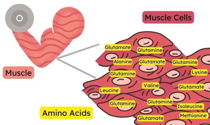 Active muscle cells fueled by glutamine