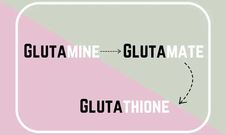 cycle of glutamine,glutamate and glutathione