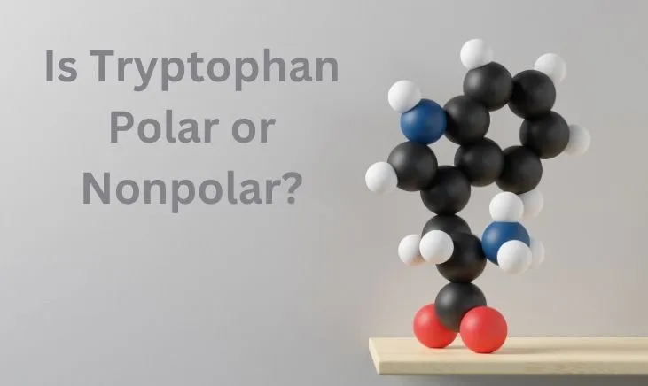 Is Tryptophan Polar or Nonpolar