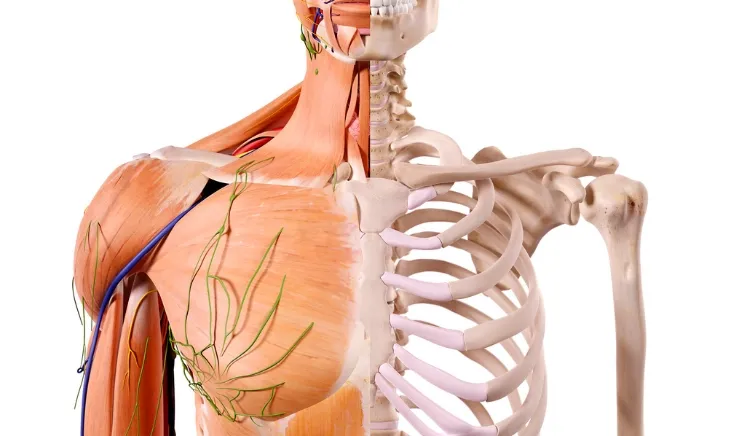 Visual representation of the intricacies of human bone anatomy
