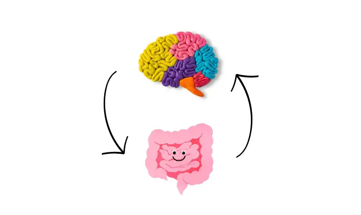 cycle of brain and stomach
