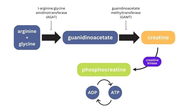 Creatine synthesis pathway