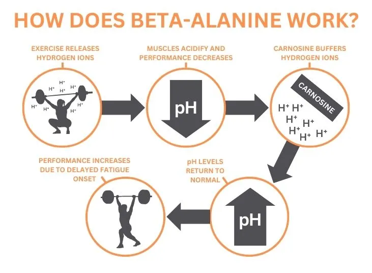 Beta-Alanine working 