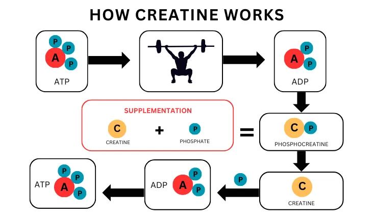 Molecule diagram illustrating how Creatine works